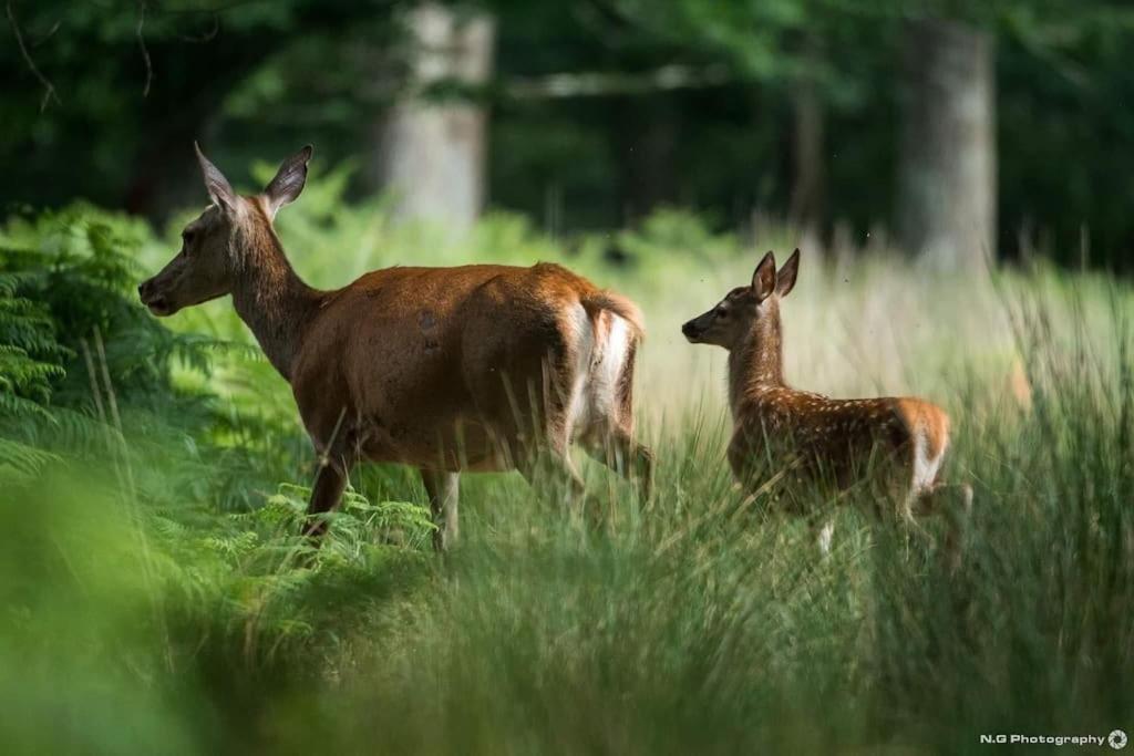 Maison Au Milieu Des Bois Et Des Animaux Jouy-le-Potier Eksteriør bilde