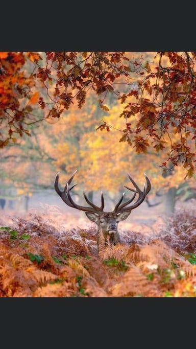 Maison Au Milieu Des Bois Et Des Animaux Jouy-le-Potier Eksteriør bilde