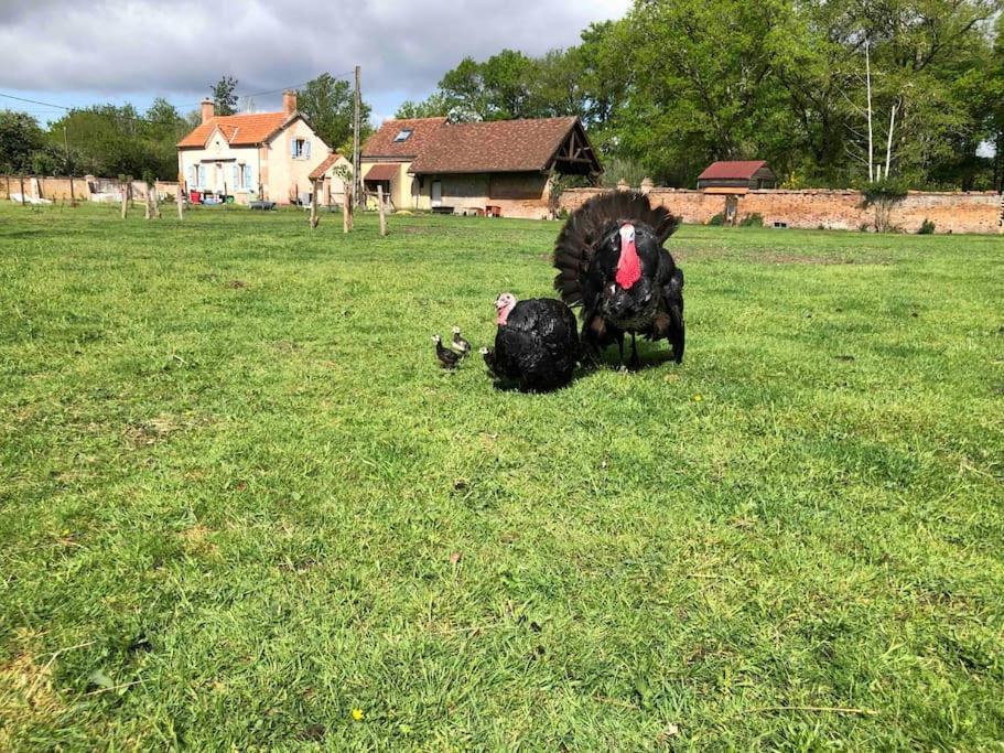 Maison Au Milieu Des Bois Et Des Animaux Jouy-le-Potier Eksteriør bilde