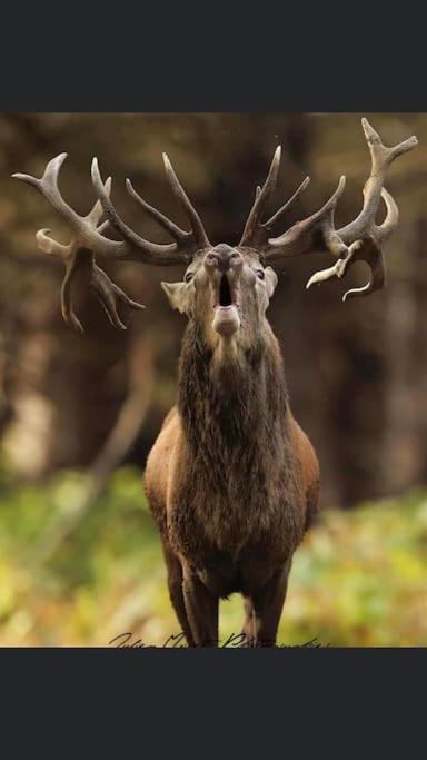 Maison Au Milieu Des Bois Et Des Animaux Jouy-le-Potier Eksteriør bilde